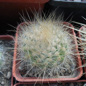 Parodia penicillata - v. nivosa