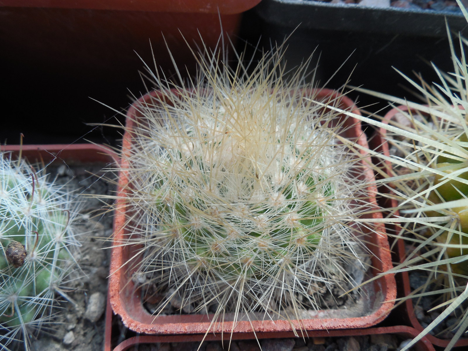 Parodia penicillata - v. nivosa