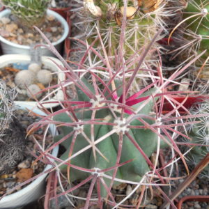 Ferocactus acanthodes - Kohres -