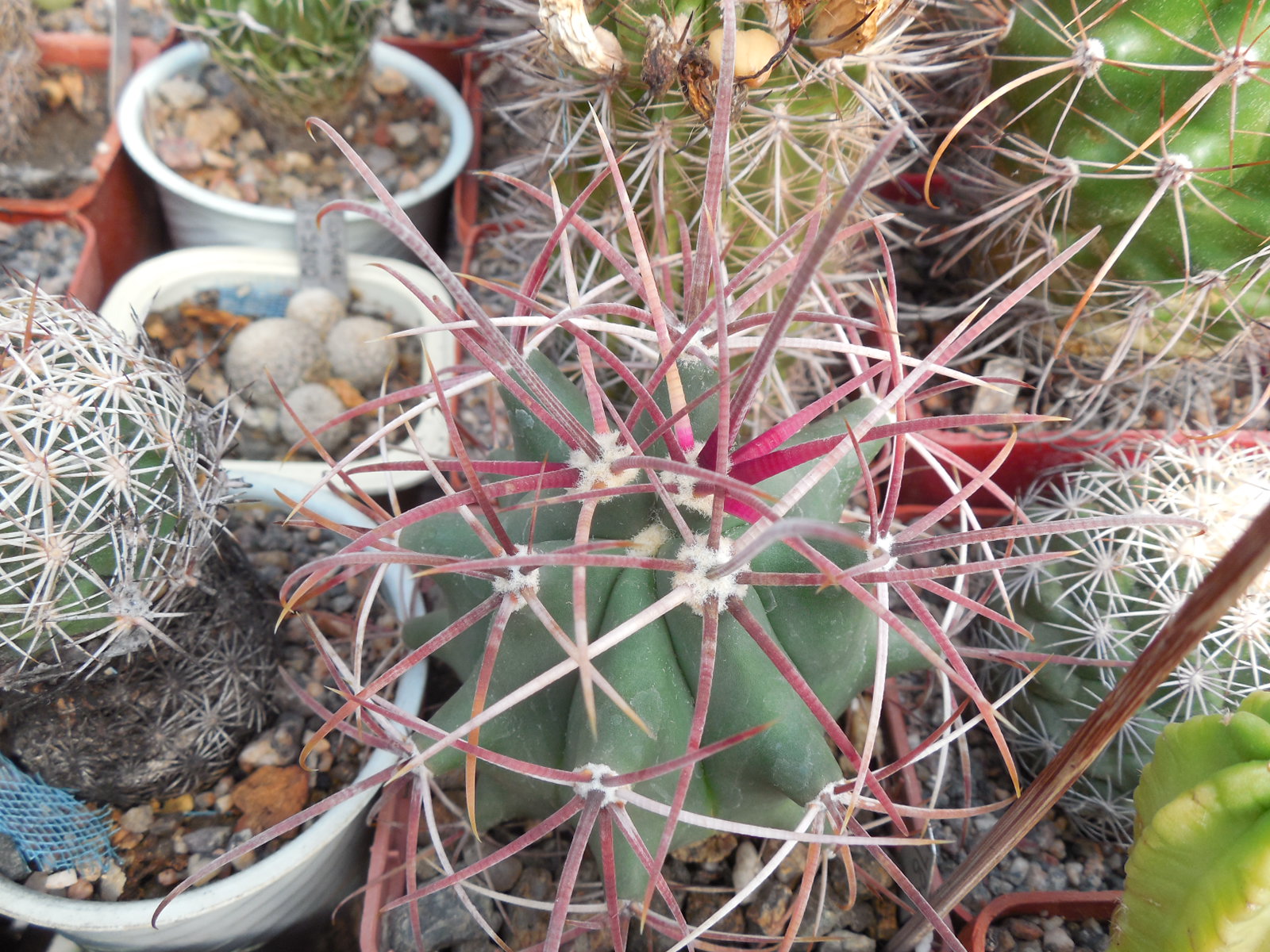Ferocactus acanthodes - Kohres -