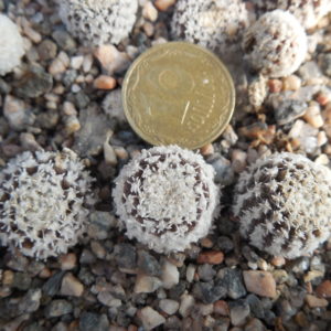 Thelocephala pajonalensis RS 2320