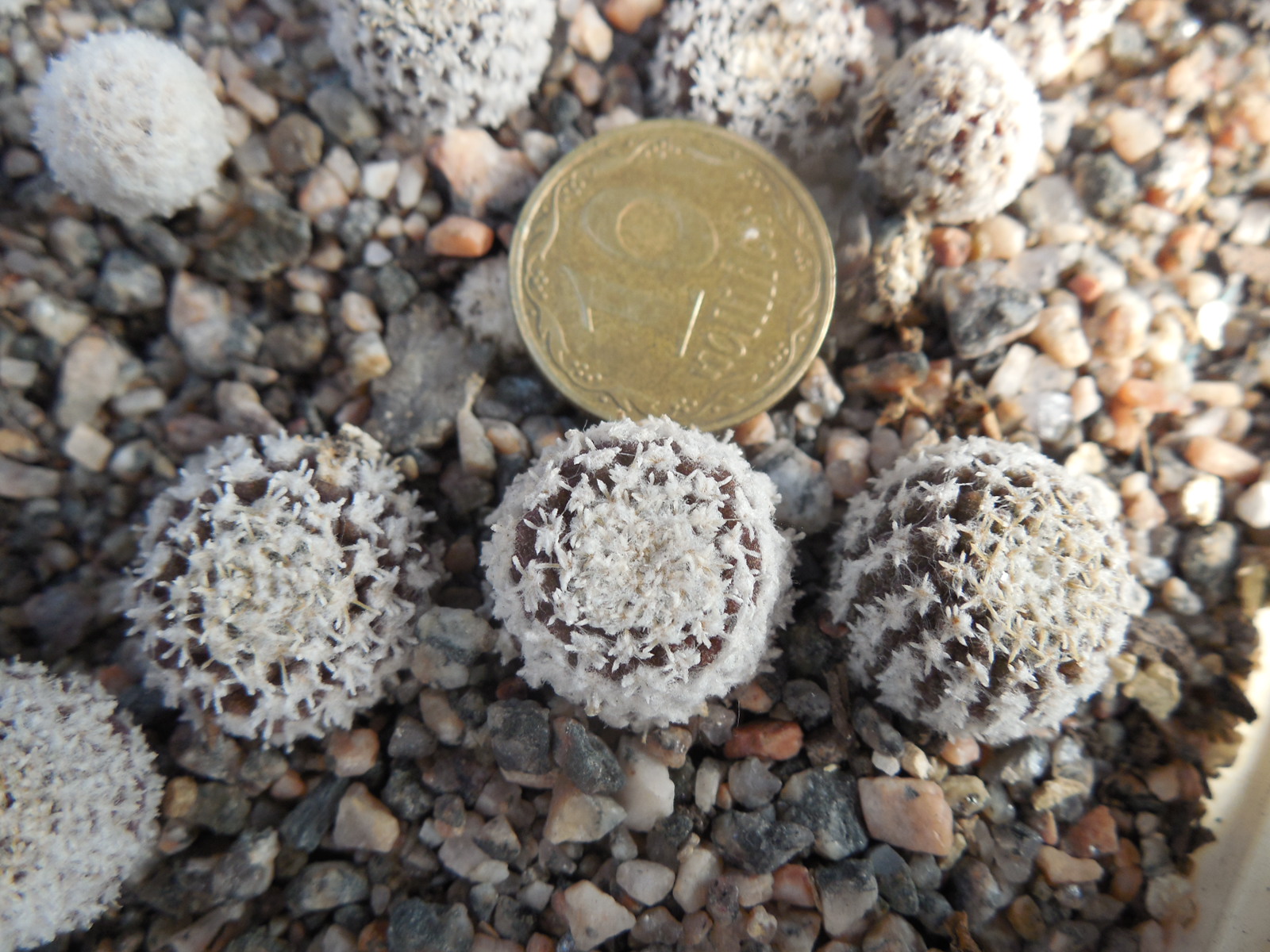 Thelocephala pajonalensis RS 2320