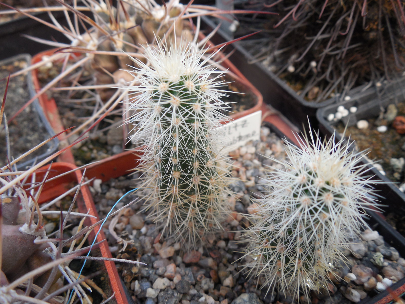 Echinocereus subterraneus - Piltz -