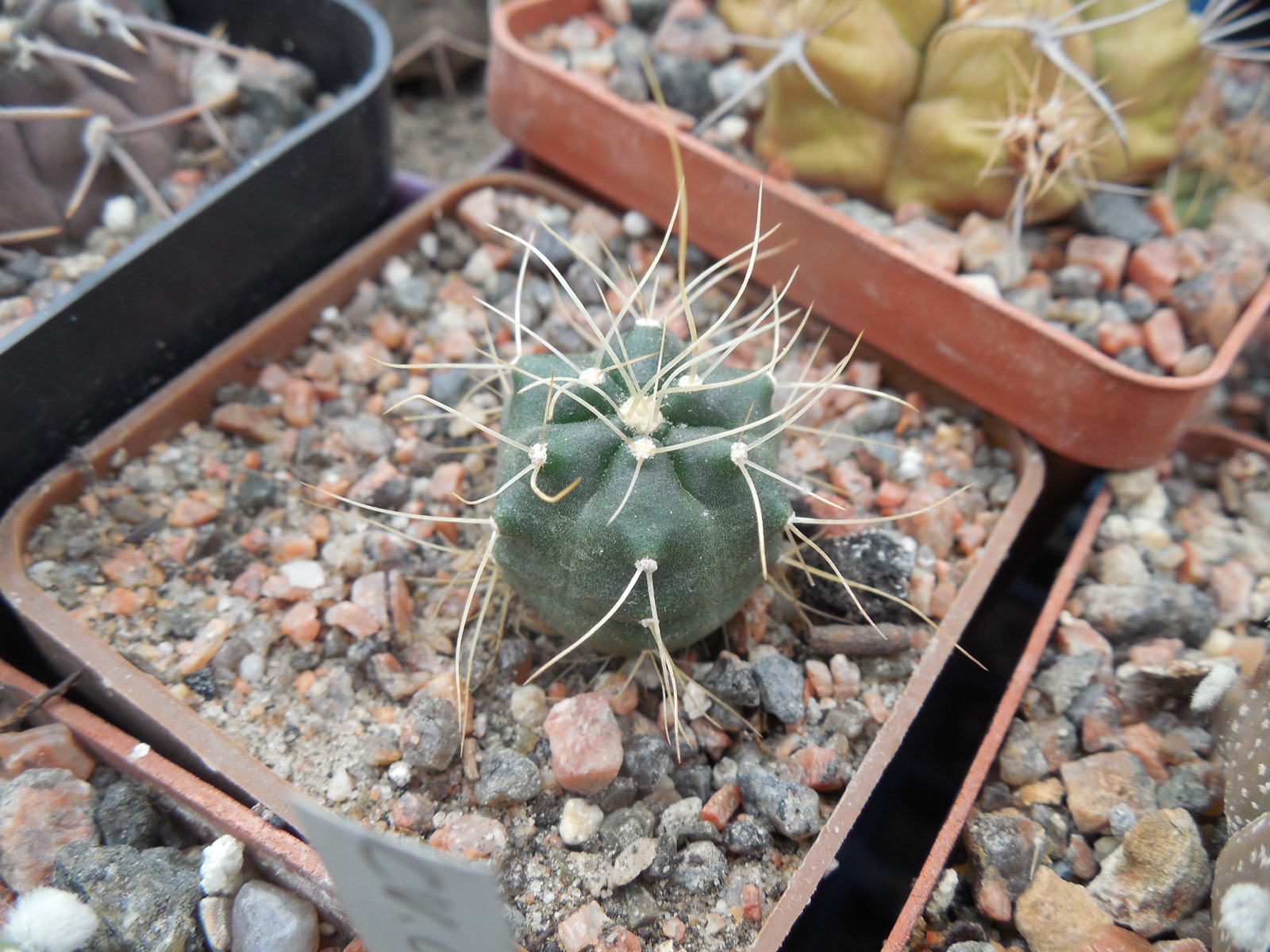 Echinocereus  knippelianus