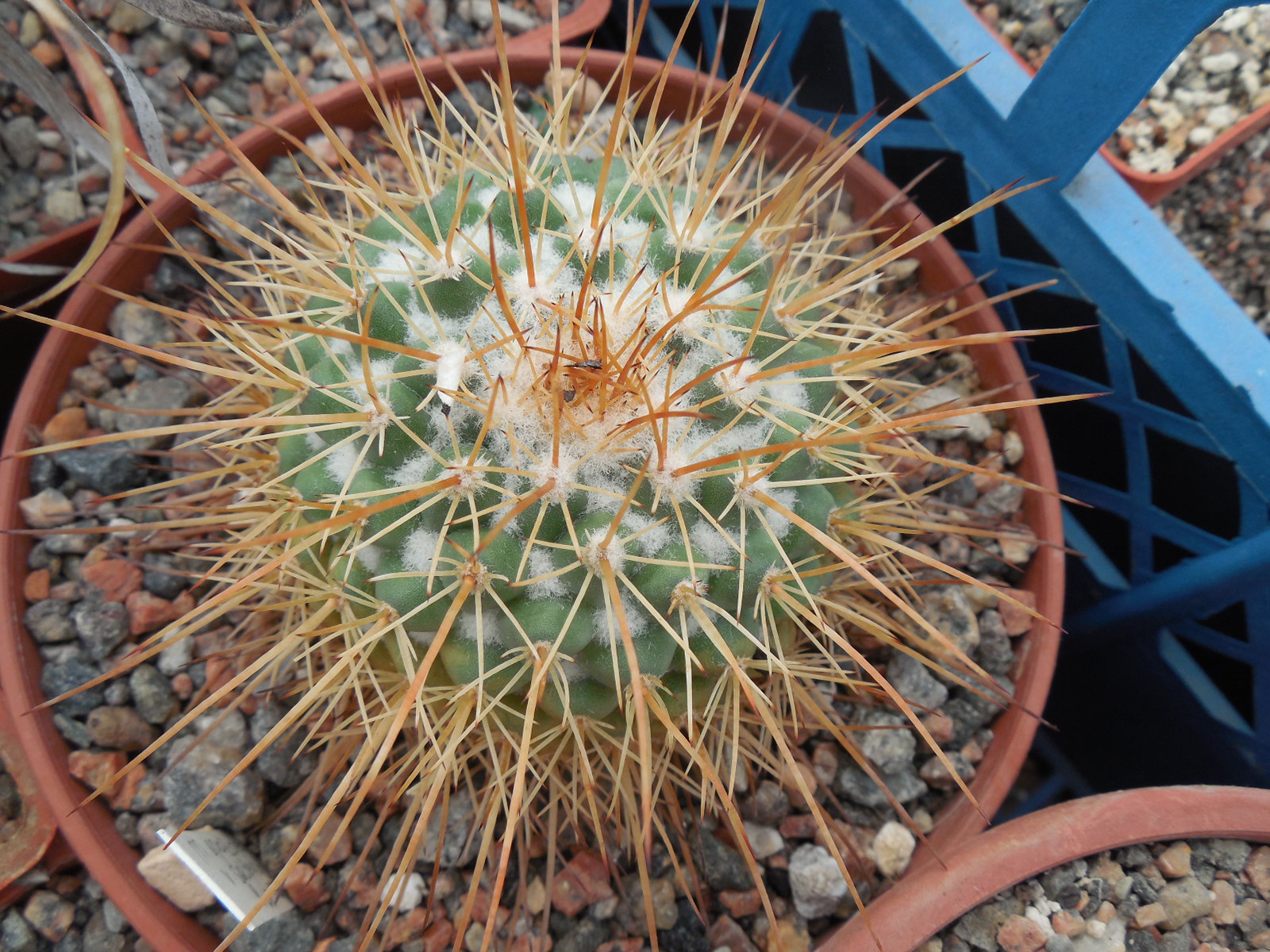Mammillari apozolensis - v. saltensis Rogg 501