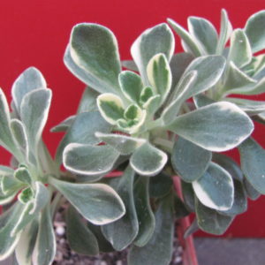 Aeonium    domesticum   variegata