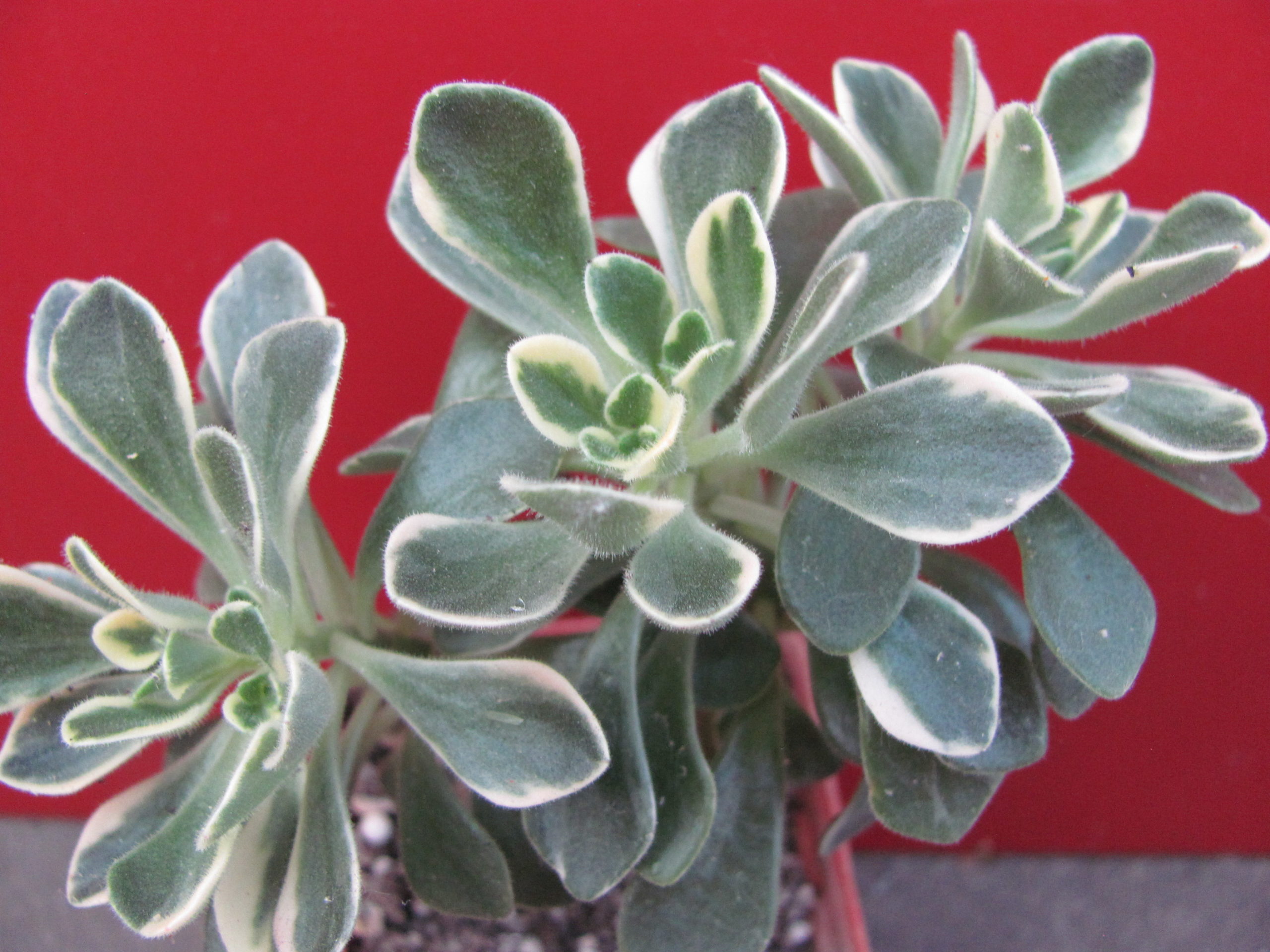 Aeonium    domesticum   variegata