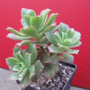 Aeonium   sp