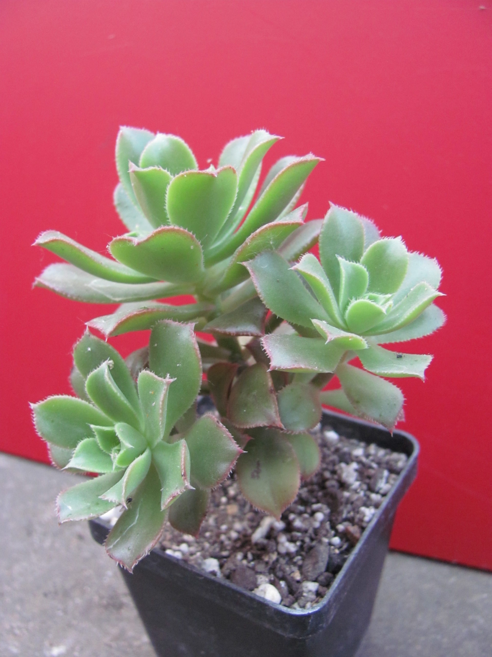 Aeonium   sp