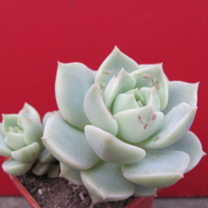 Echeveria   Titubans