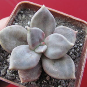 Echeveria     xichuensis