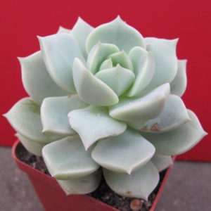 Echeveria    Titubans