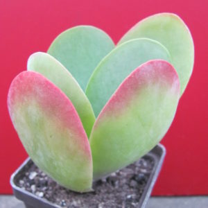 Kalanchoe   thyrsiflora