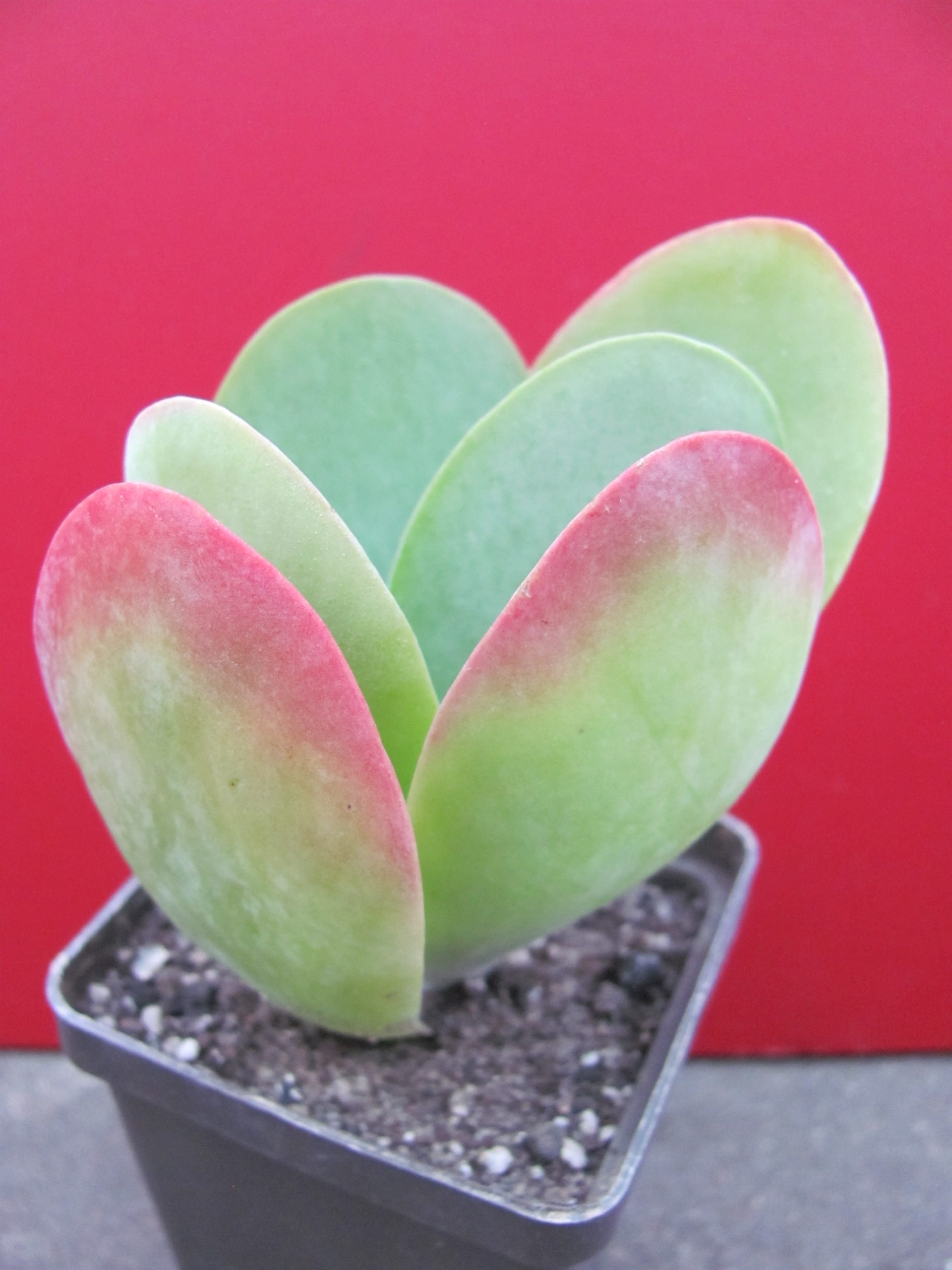 Kalanchoe thyrsiflora
