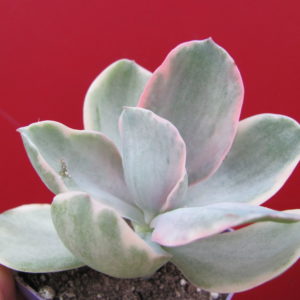 Echeveria   Metallica   Decora