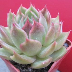 Echeveria   sp.