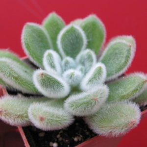 Echeveria   Doris  Taylor