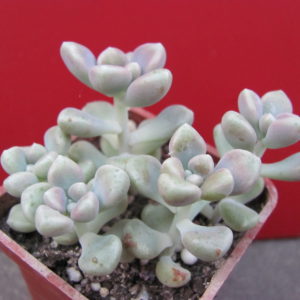 Sedum    Mendosae
