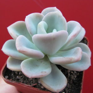 Echeveria     Orpet