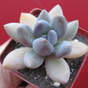 Pachyveria    fittkaui