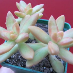 Sedum   nussbaumerianum