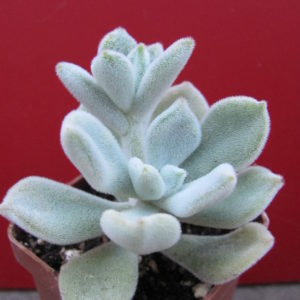 Echeveria    Frosty