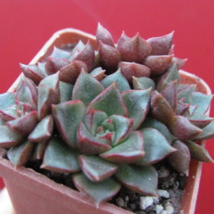 Echeveria    purpusorum   hybr.