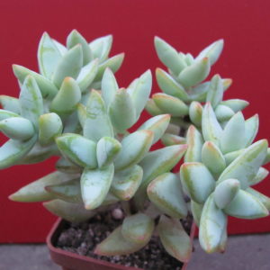 Crassula  perforata