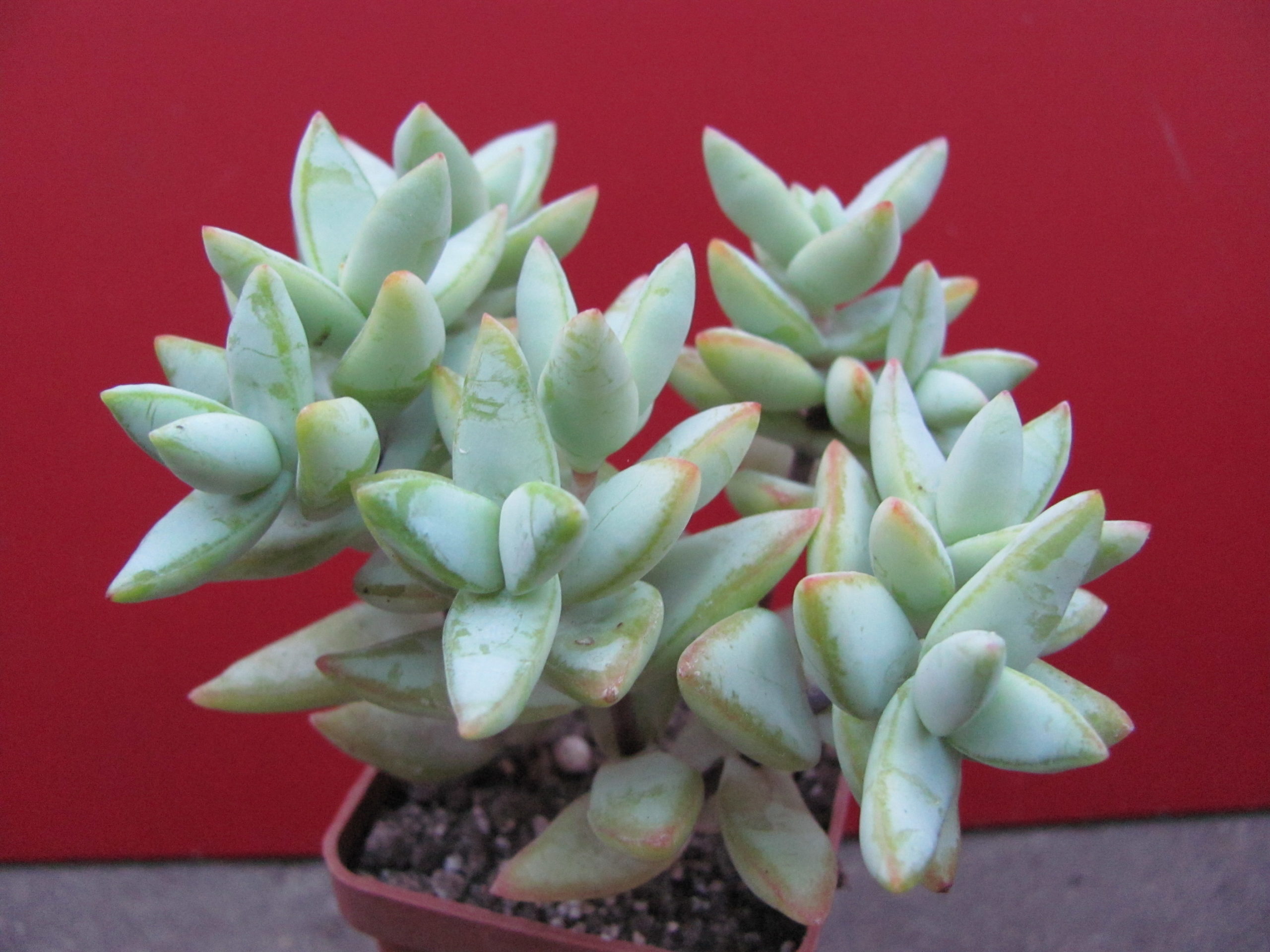 Crassula  perforata