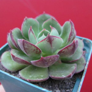 Echeveria   Joan   Daniel