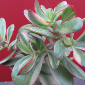 Crassula    Hummels  Sunset    variegata