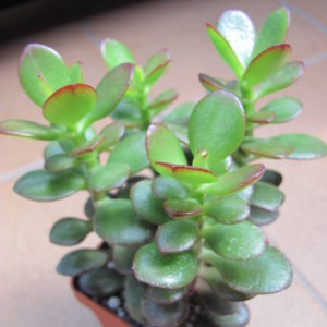 Crassula   ovata   minor