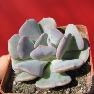 Echeveria    Cubic   Frost