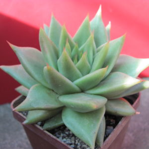 Echeveria    agavoides   Aguamarin
