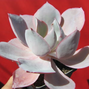 Echeveria   afterglow