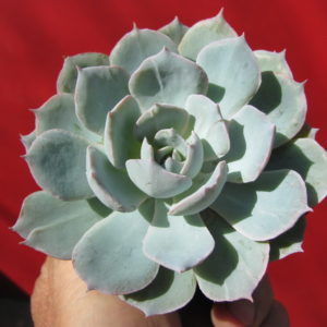 Echeveria   subsessilis