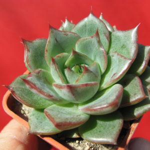 Echeveria   Moranii   hybr.