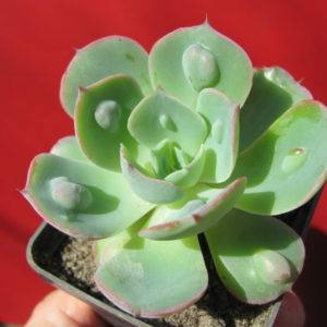 Echeveria    Raindrops  x  Parva
