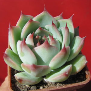 Echeveria    chihuahuensis   Ruby   Blush