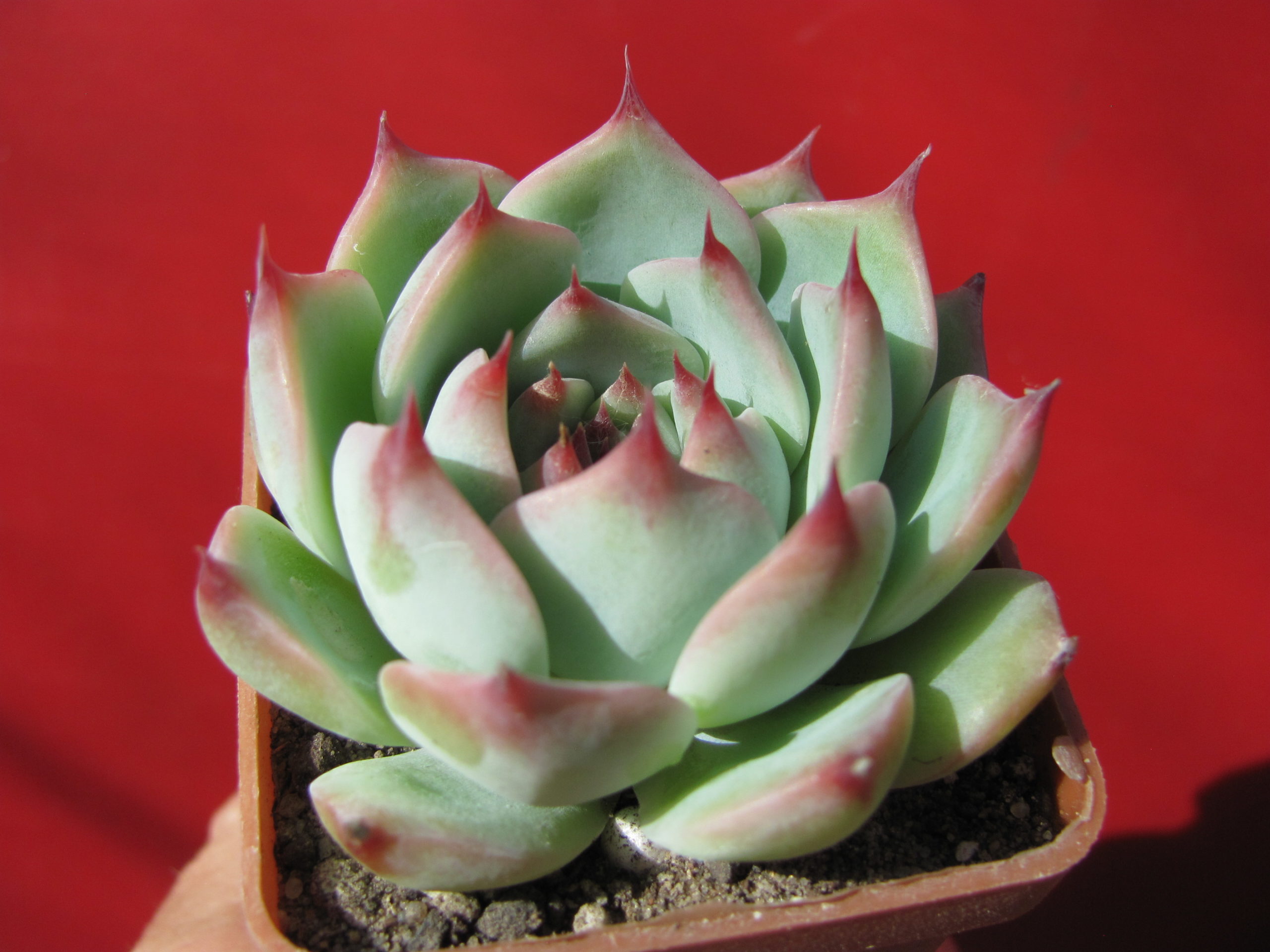 Echeveria chihuahuensis Ruby Blush