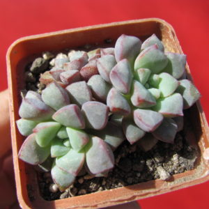 Echeveria    expatriata