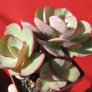 Echeveria   Suyon