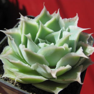 Echeveria    Laguna   Sanchez