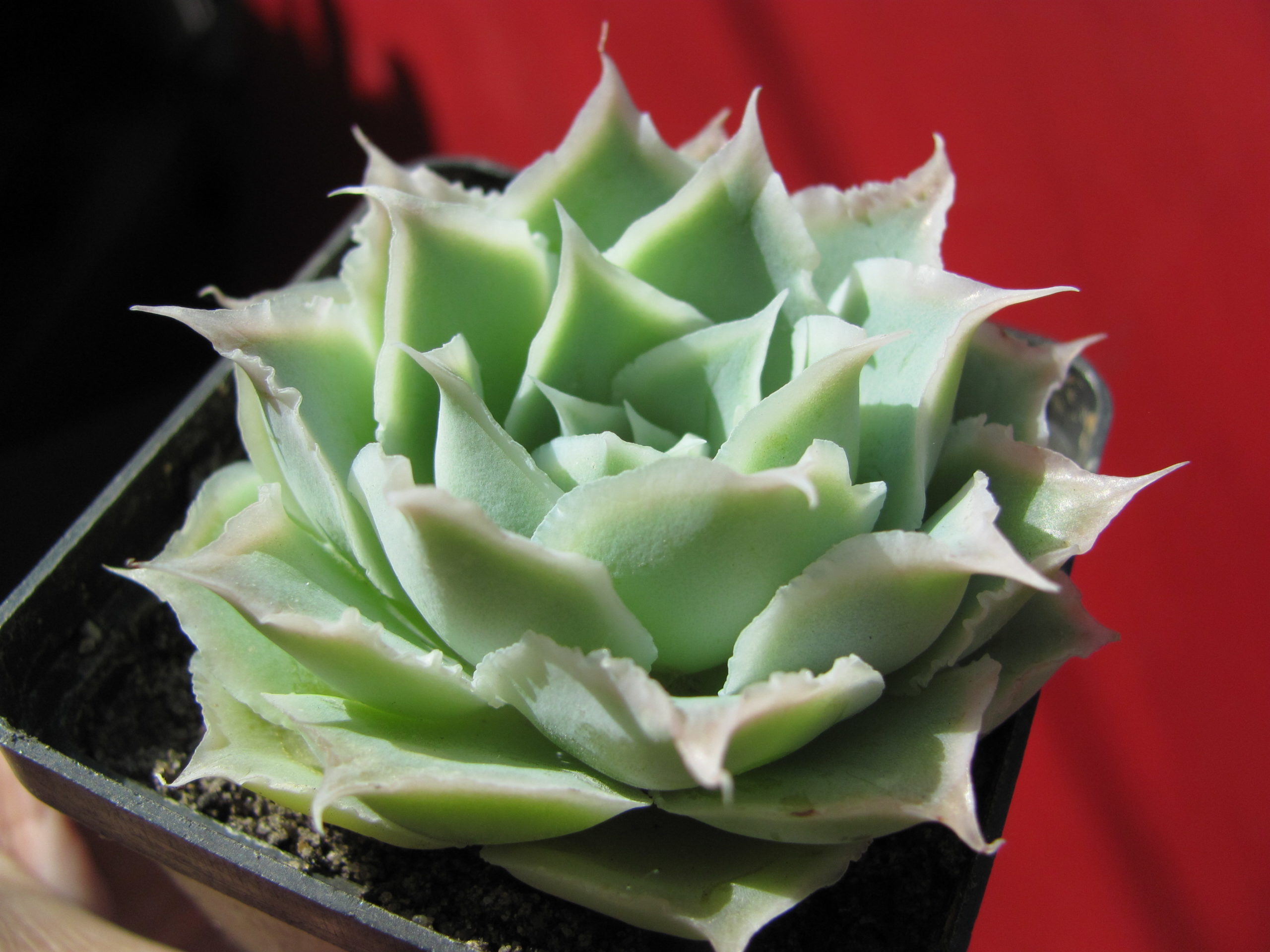 Echeveria    Laguna   Sanchez
