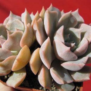 Echeveria    hybr.     #29