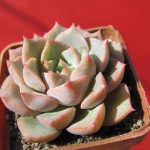 Echeveria    hybr.      #29