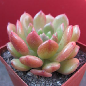 Echeveria    *Fantasia   Carol*