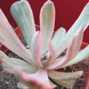 Echeveria    howeyi     variegata