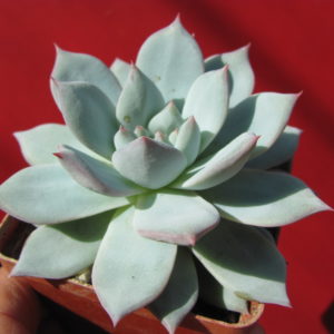 Echeveria   Blue   Bird