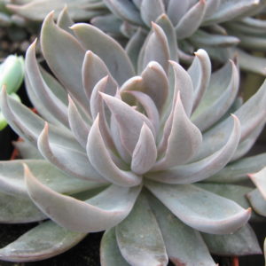 Echeveria   craigiana    Chihuahua